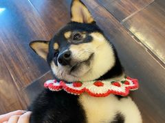 -豆柴町-柴犬主题狗咖(红鼎国际C座店)