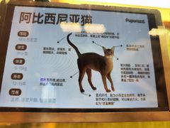 -帕帕拉兹宠物(亚洲旗舰店)