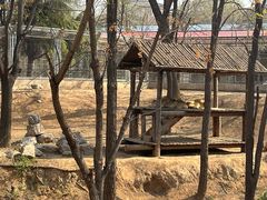 -石家庄市动物园