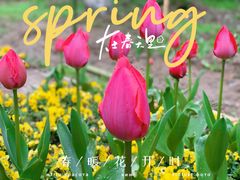 -东平国家森林公园