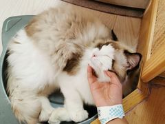 -猫和宫(六道口店)