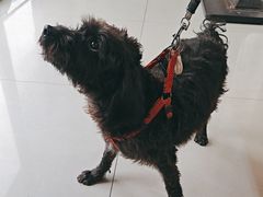 -艾贝尔宠物医院 ·内科全科(梁溪路店)