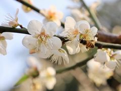 -广州市流溪河国家森林公园