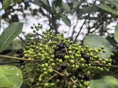 -广州白江湖森林公园