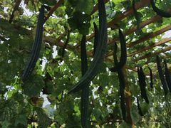 -中国天府农业博览园