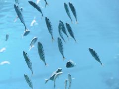 -海合安武汉极地海洋公园