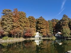 -上海共青森林公园