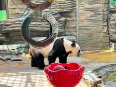 -西霞口神雕山野生动物世界