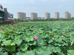 -海天湖公园