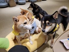 -逗柴咖啡屋·狗咖猫咖宠物桌游