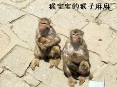 -哈尔滨北方森林动物园