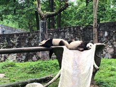 -都江堰中华大熊猫苑