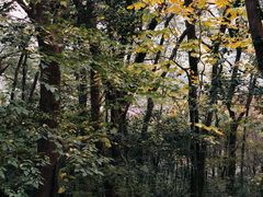 -上海佘山国家森林公园天马山园