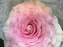 -FEI FEI FLOWER鲜花店·气球派对·宝宝宴布置(虹口德必运动Loft店)