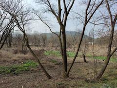 -西湖风景区-江洋畈生态公园