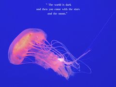 -江和美海洋公园