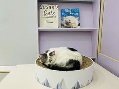 -喵的天空名猫咖啡馆·撸猫·猫舍·用品