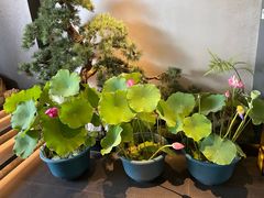 -蘇锦宴·淮扬菜烤鸭·小院(三元桥霄云路店)