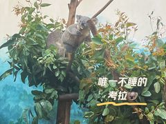 -广州长隆野生动物世界