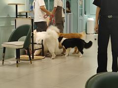 -安格丽娜·狗咖·猫咖羊驼咖(春熙路百盛商场店)