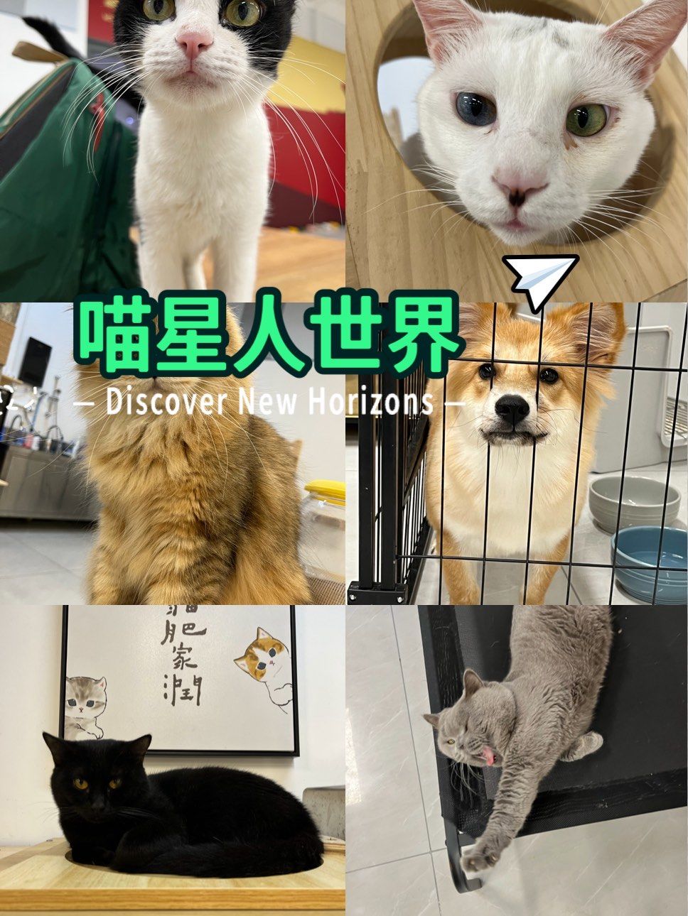 喵星人世界