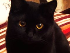 -芭比堂动物医院·犬猫全科·异宠专科(雁塔分院)