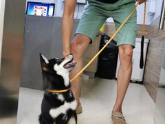 -爱侣宠医·鹦鹉专科·小型哺乳类·异宠专科(灵石路店)