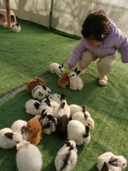 -萌宠亲子动物乐园(槐房万达店)