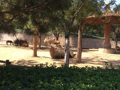 -石家庄市动物园