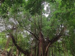 -胡里山炮台