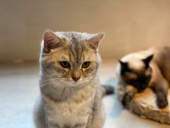 -猫儿山۰猫主题餐厅