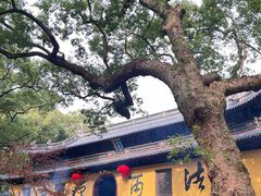 -普陀山风景名胜区-法雨禅寺