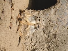 -上海野生动物园