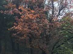 -原山国家森林公园