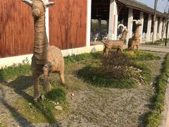 -杭州湾海上花田景区