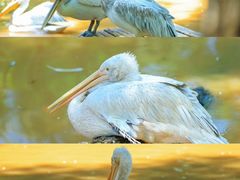 -济南野生动物世界