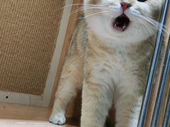 -老吴的猫·猫舍(新区店)