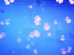 -乌鲁木齐海洋馆