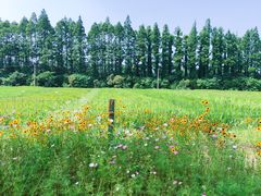 -上海长兴岛郊野公园