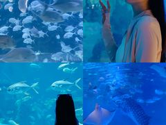 -烟台海昌鲸鲨海洋公园