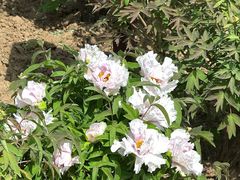 -曹州百花园