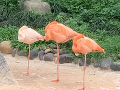 -昆明动物园