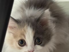 -小猫来了·猫咪专售(红山六九七九店)