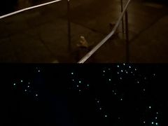 -怀托摩萤火虫洞