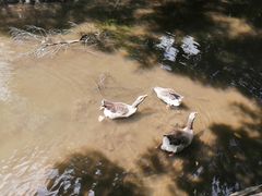 -福建鲤鱼洲酒店