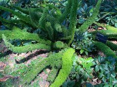 -墨尔本皇家植物园