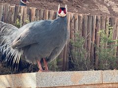 -青藏高原野生动物园