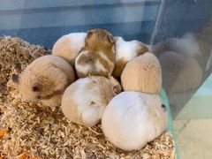 -怪兽屋·羊驼·猫咖·狗咖(俊华广场店)