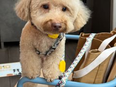 -Grande A'moo(上海万象城店)