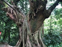 -峨眉山报国寺